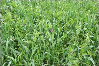 Sur l&rsquo;image, il y a de l&rsquo;herbe o&ugrave; l&rsquo;on voit un peu de terre ?