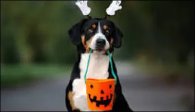 Quel animal d&rsquo;Halloween pr&eacute;f&egrave;res-tu ?