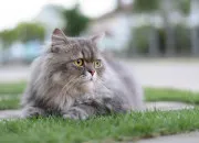 Test À quel pourcentage ressembles-tu à un chat ?