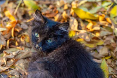 Aimerais-tu avoir un chat ?