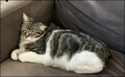Quel est le cri du chat ?