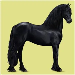 Quelle est cette race ?