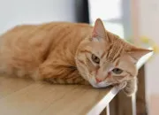Quiz Quelle est cette race de chat ?