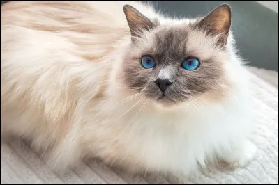 &Agrave; quelle race appartient ce chat ?