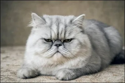&Agrave; quelle race appartient ce chat ?
