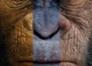 Quiz La Planète des singes