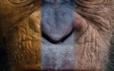 Quiz Cinéma