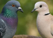 Quiz Quiz Pigeon