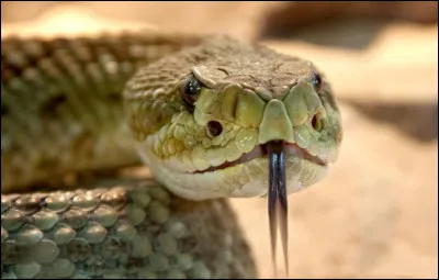 O&ugrave; Harry parle-t-il &agrave; un serpent pour la premi&egrave;re fois ?