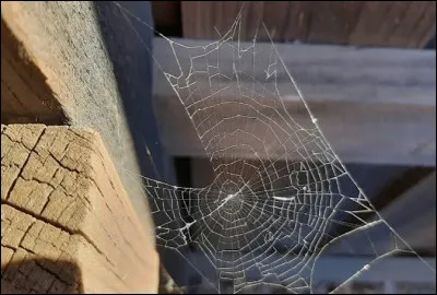Une araign&eacute;e poss&egrave;de six pattes. Vrai ou faux ?