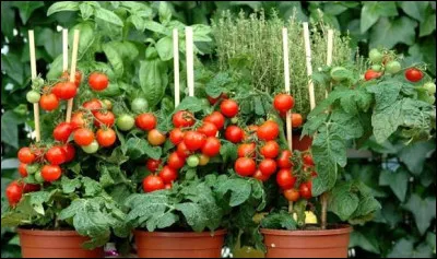 La tomate est-elle un fruit ou un l&eacute;gume ?