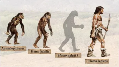 Quelle esp&egrave;ce d'hominid&eacute;s est g&eacute;n&eacute;ralement reconnue comme ayant &eacute;t&eacute; la premi&egrave;re &agrave; ma&icirc;triser et utiliser le feu de mani&egrave;re r&eacute;guli&egrave;re il y a environ 1 million d'ann&eacute;es ?