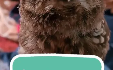 Quiz Animaux