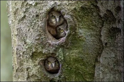 O&ugrave; la majorit&eacute; des chouettes pr&eacute;f&egrave;rent-elles installer leur nid ?