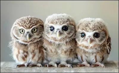 Comment s'appellent globalement les b&eacute;b&eacute;s des chouettes ?