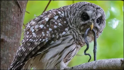 Quelle est la relation biologique entre la chouette et le hibou ?