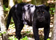 Quiz La panthère noire
