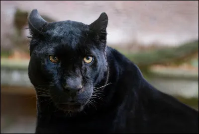 Quel est le principal danger qui menace la panth&egrave;re noire &agrave; l'&eacute;tat sauvage ?