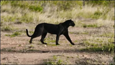 Une panth&egrave;re noire peut-elle donner naissance &agrave; des petits tachet&eacute;s ?