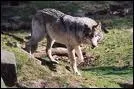 Quel est ce parc national situ sur les dpartements des Alpes maritimes et des Alpes de Haute Provence o a t rintroduit le loup ?