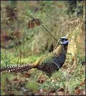 Quel est cet oiseau ?