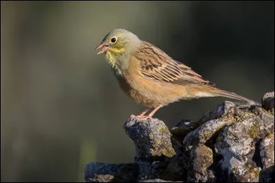 Quel oiseau &agrave; chair d&eacute;licate se consommait avec une serviette sur la t&ecirc;te ?