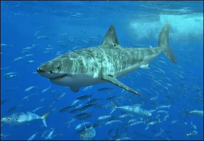 Le requin blanc est un mammif&egrave;re marin.