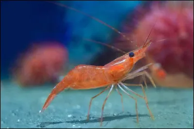 Le c&oelig;ur d'une crevette se trouve dans sa t&ecirc;te.