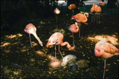 Les flamants roses naissent avec un plumage rose.