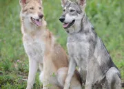 Test Ta vie de loup- 1 : ton nom