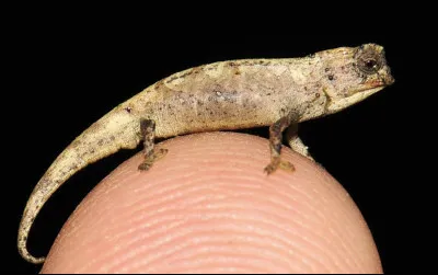 Quel animal d&eacute;signe &agrave; la fois un reptile venimeux et une personne malfaisante ?