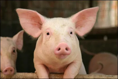 Quel terme de biologie d&eacute;signe une greffe de tissu ou d'organe effectu&eacute;e entre deux esp&egrave;ces diff&eacute;rentes (comme de l'animal vers l'homme) ?
