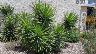 Quel arbuste d'ornement d'origine mexicaine poss&egrave;de de longues feuilles pointues et rigides, souvent cultiv&eacute; en pot ou en jardin ?
