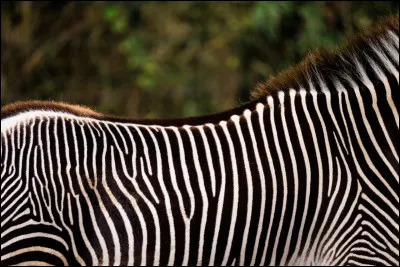 Quel animal &eacute;questre africain est c&eacute;l&egrave;bre pour ses rayures noires et blanches ?