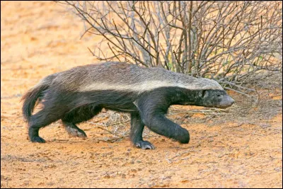 Quel petit mammif&egrave;re carnivore africain ressemble &agrave; une mouffette et est connu pour projeter un liquide tr&egrave;s malodorant ?