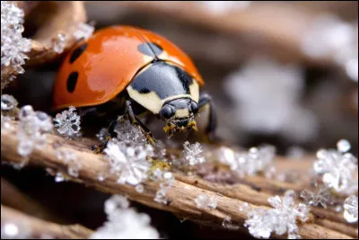Quelle forme poss&egrave;de traditionnellement une couronne de No&euml;l ?