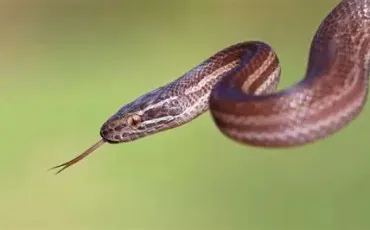 Quiz Animaux