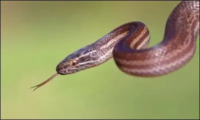Quel animal est-ce ?