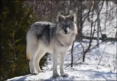 Quel animal est-ce ?