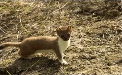 Quel animal est-ce ?