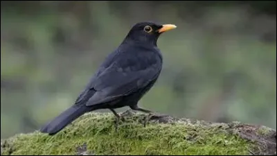 Quel animal est-ce ?