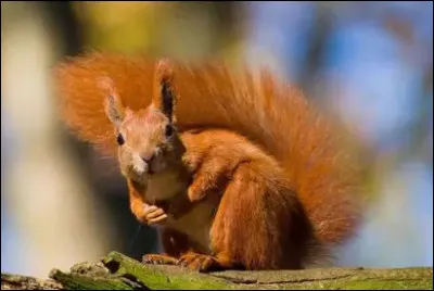 Quel animal est-ce ?