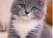Test À quel chat ressembles-tu ?