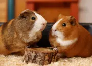 Quiz Connais tu-vraiment les capybaras et les cochons d'Inde