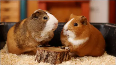 De quel continent sont originaires les cochons d&rsquo;Inde ?