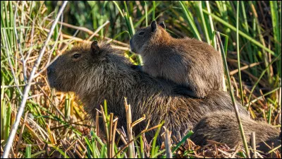 Comment vivent g&eacute;n&eacute;ralement les capybaras ?