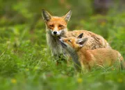 Test Quel animal êtes-vous ?