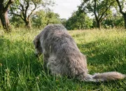 Quiz Vrai ou faux sur les loups