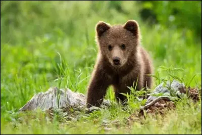 Quel est cet animal ?