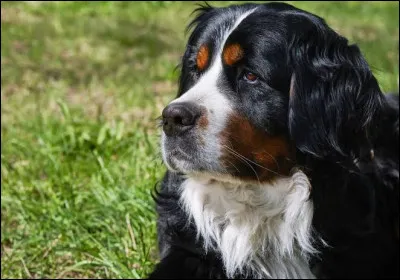 Veux-tu que ce soit un animal que les gens normaux peuvent avoir chez eux ?